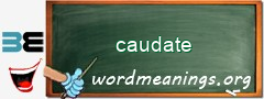 WordMeaning blackboard for caudate